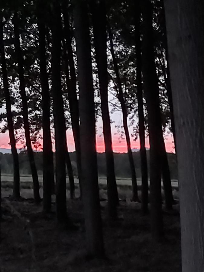 Bonita Cabana De Los Arboles En La Rioja , Durmiendo Entre Arboles Anguciana Eksteriør billede